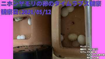 【Memorandum】 2025年05月12日 RPi-Cam-Web-Interfaceを用いたニホンヤモリの卵のTimelapse観察