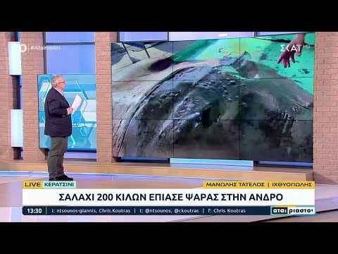 Σαλάχι 200 κιλών έπιασε ψαράς στην Άνδρο | Αταίριαστοι | 06/01/2023