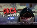 ORCA (Ballena Asesina) EN 9 MINUTOS