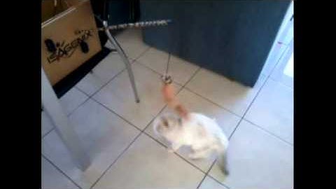 Arduino DIY Project - Cat Teaser