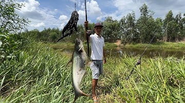 CÂU CÁ TRA ở RỪNG TÂN PHƯỚC TIỀN GIANG - P2 - THẦY TÂM PHÁ QUÁ