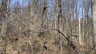 Sasquatch/Bigfoot Tree platform. Tree structure.