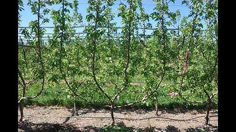 AI. ANP-0131 Four Leader Open Tatura D6 Nij Rootstocks