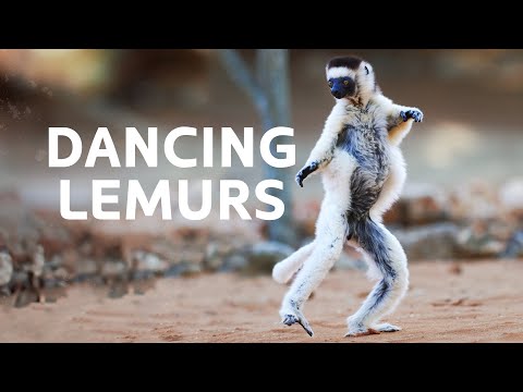 Sifaka Lemurs: The Dancing Lemurs Threatened By Extinction | Madagascar Wildlife Documentary