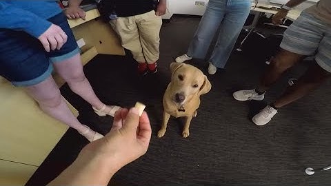 Professor decoding the language of dogs with AI: Ready Pet GO!