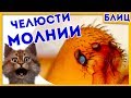 СМОГЛИ ЗАСНЯТЬ И ИЗМЕРИТЬ ЛИШЬ НЕДАВНО! Котоновости БЛИЦ 15