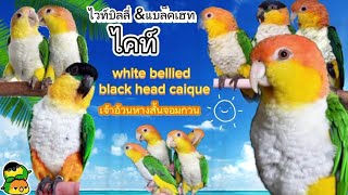 ไวท์บิลลี่ & แบล็คเฮท ไคท์ นกแก้วอ้วนหางสั้นสุดน่ารัก white bellied black head caique