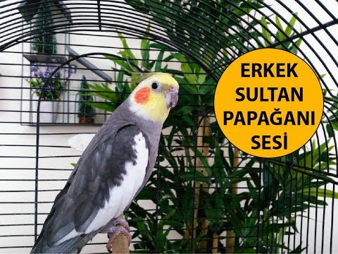 Erkek Sultan Papağanı Sesi Ötüşü