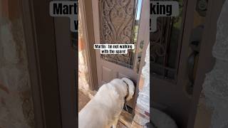 Pov: you’re the spare human #dogshorts # #dogvideos #walking #funny #dogs
