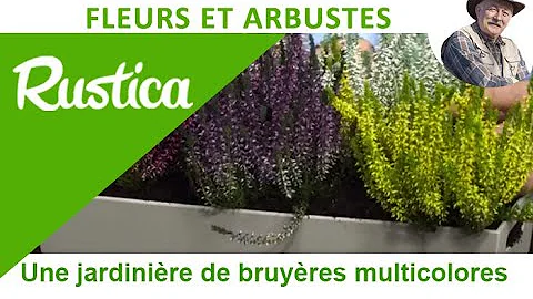 Quand planter Erica Darleyensis ?