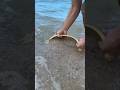 My Golden Basket Scooped Up a Ruby Ring From the Sea!