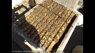почему местная пчела плохо мед носит, сильно роится и бывает злой