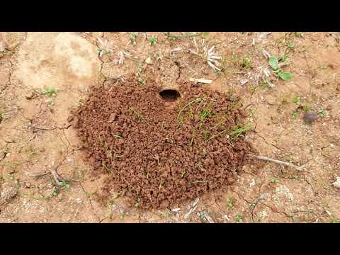 اكبر تجمع عقاربي منطقة لبلان ضواحي مدينة وادي زم