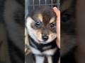 Baby dog#cute puppy barking#4kviral#shorts #trending #viral