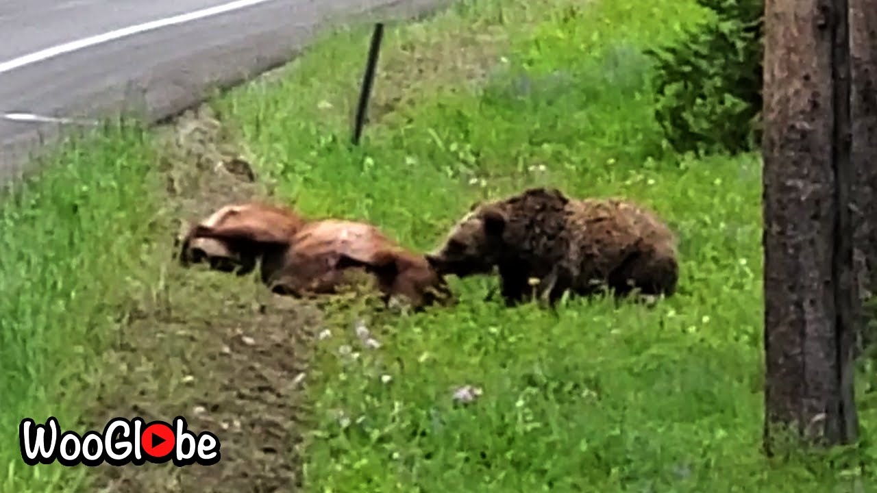 Grizzly Bear Attacks an Elk Caught On Tape WooGlobe YouTube