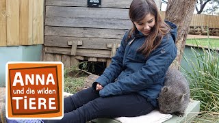 Warum der Wombat Würfel kackt| Reportage für Kinder | Anna und die wilden Tiere