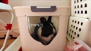 I didn't put it in. Rabbit's wacky day by 댕냥깽의 꼬마집사 1,364 views 3 years ago 2 minutes, 59 seconds