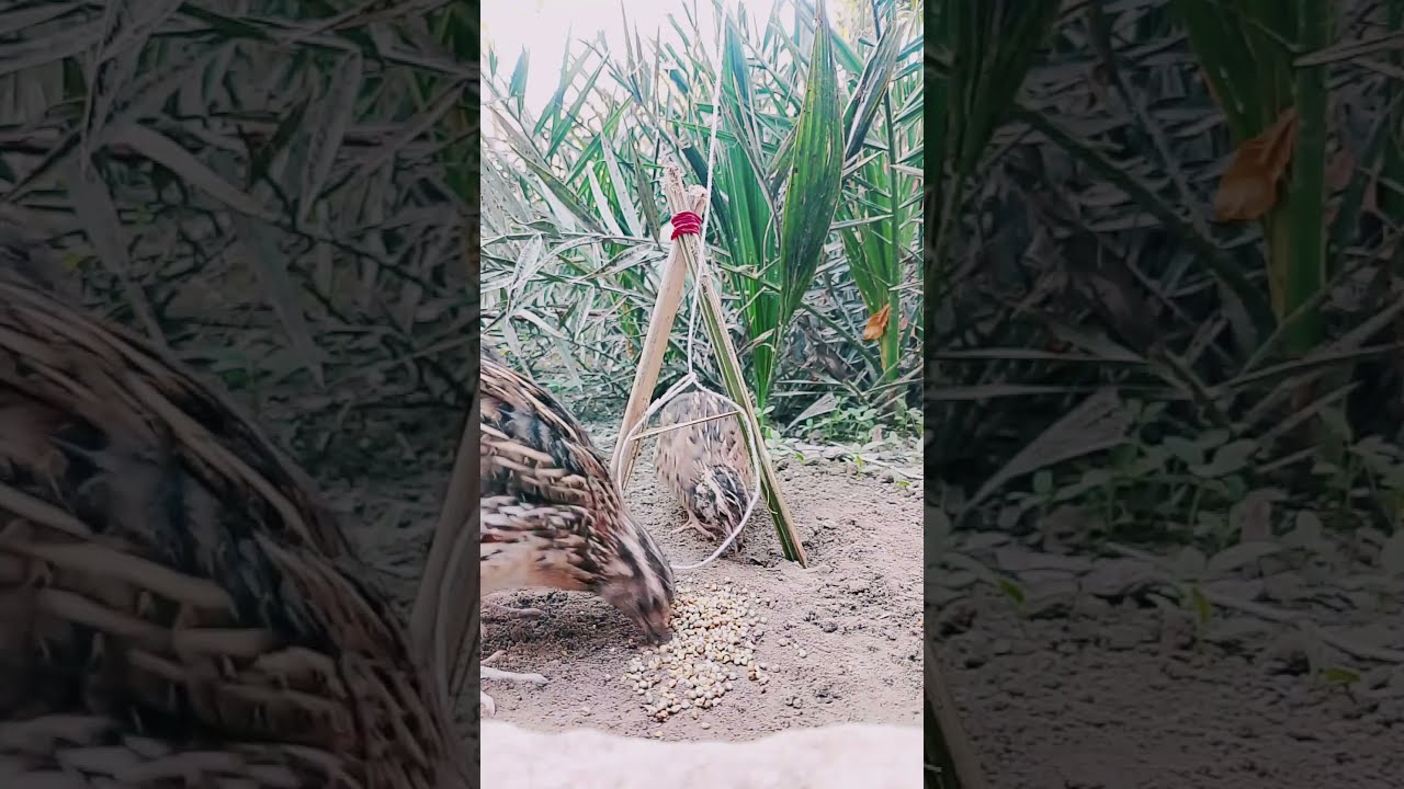 Trap Quail With Dates Wood And Thread Shorts Birdcatching Birdslover Alltraps1 2m