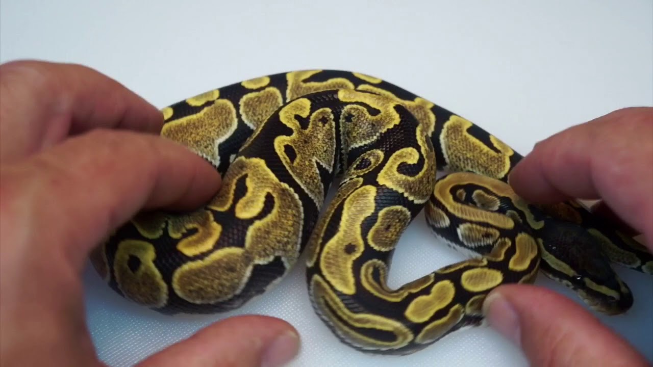 ball python breeders in ohio Check Out My Lace Panties (total clickbait 😂)