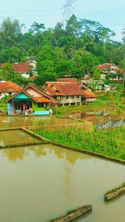 desa yg asri&sejuk #desaasri #suasanapedesaan #alamindah #pemandanganbagus #nature #suasanayangindah