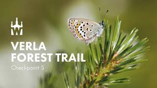 Verla Forest Trail - Checkpoint 5