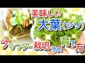 簡単プランター栽培♪大葉(シソ)の苗からの育て方♪ベランダ菜園♪摘芯の仕方♪美味しく栽培♪
