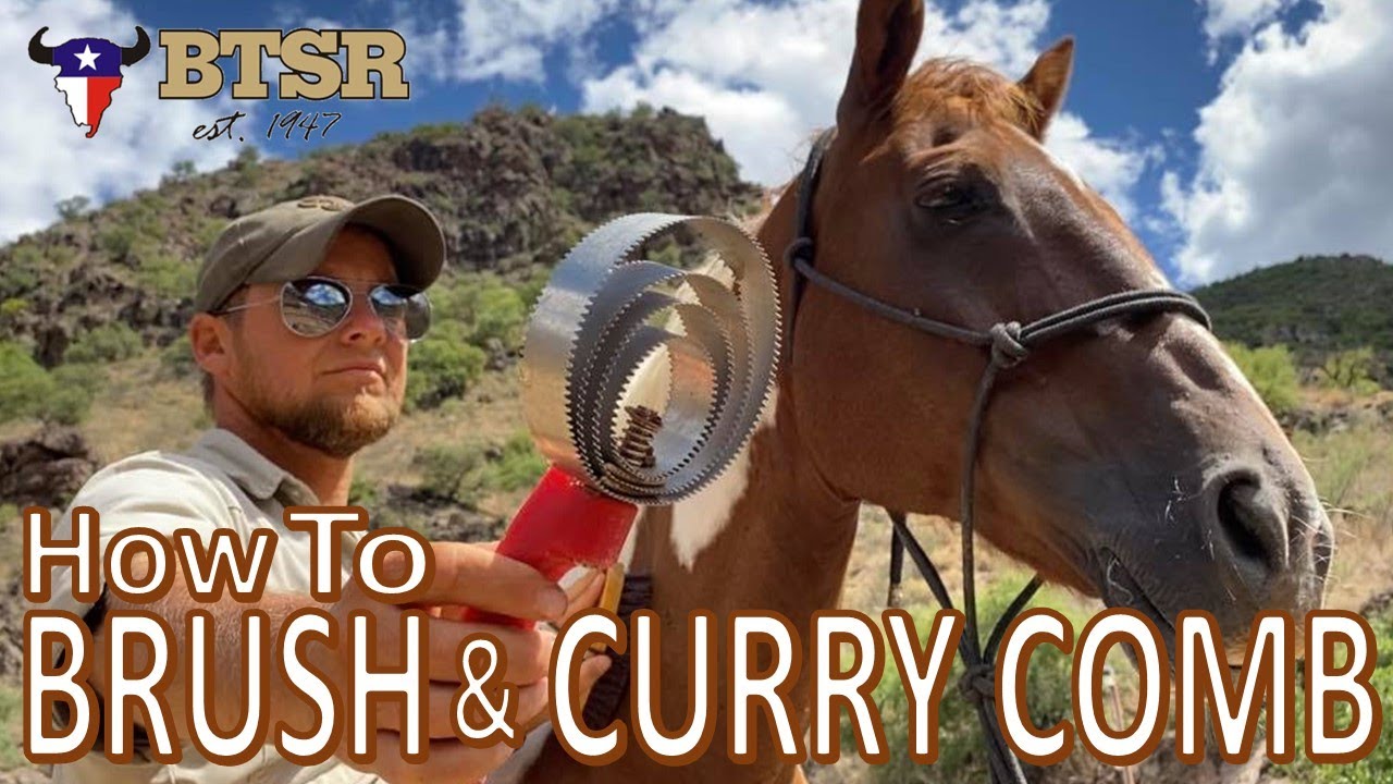 How To Brush and Curry Comb Your Horse (Groom) BTSR Cavalcade Horse