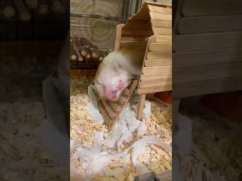 Adorable Hamster Hilariously Falls Down During Sleep|| PETASTIC 🐾 - YouTube