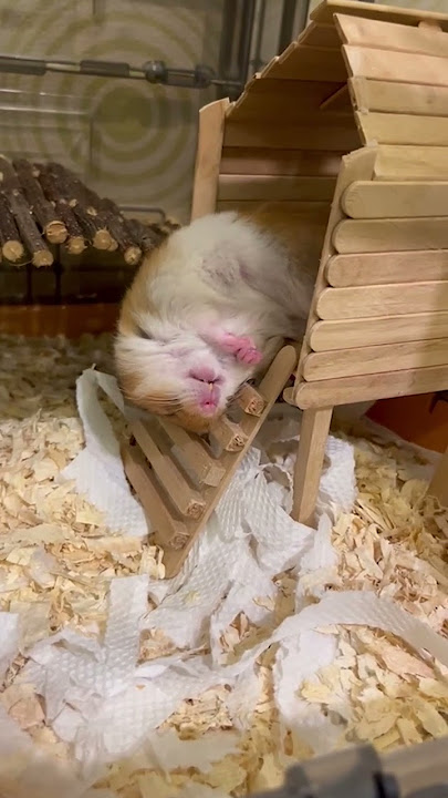 Adorable Hamster Hilariously Falls Down During Sleep|| PETASTIC 🐾