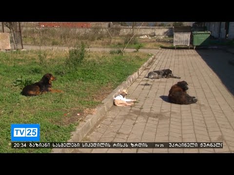 თვითმმართველი ქალაქი მაწანწალა ძაღლების თავშესაფრის გარეშე