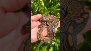 Famous Red Stripe ball python #ballpythonmorph #reptile #ballpython #snake #shorts Profile