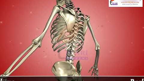 Body Movements - Body Movement Pelvic Bones