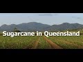 Sugarcane in Queensland - CANEGROWERS