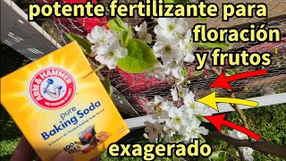 fertilizante organico y natural para producción exagerada en los arboles frutales by Coach Felipe 1,001 views 1 month ago 3 minutes, 19 seconds