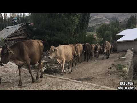 Erzurum, Narman, göllü Köyü