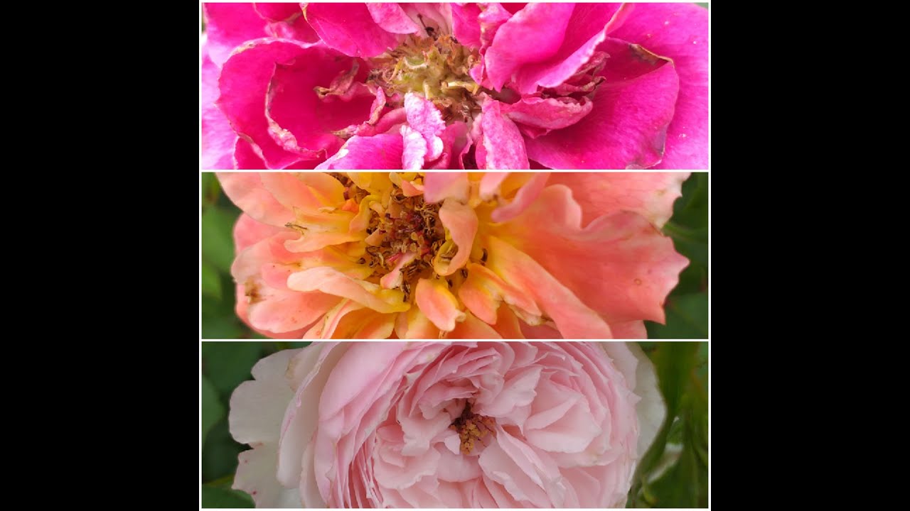 РОЗЫ необычные СПАРКЛИНГ БУРГУНДИ Пур л,Амур д,Юн Шато ЗЕ МИЛЛ ОН ЗЕ ФЛОСС