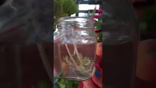 Root Growth in Water / Peperomia Propagation In Water /Leaf Propagation In Water#shorts#youtubeshort
