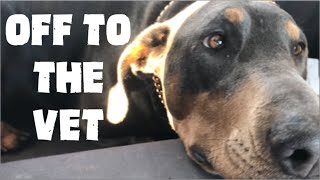 Off to the vet with Elly May!!! by The Frugal Farmstead 42 views 1 year ago 1 minute, 47 seconds