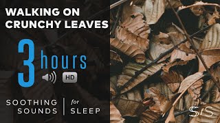 Walking on Crunchy, Dead Leaves & Twigs | 3 Hours | ASMR | Soothing Sounds for Sleep by Soothing Sounds for Sleep 1,785 views 3 years ago 3 hours, 1 minute