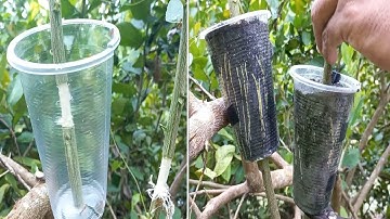 How to Air Layering Lemon Tree, New Techniques