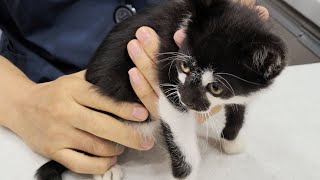 Galo is sick! Kitten has diarrheaㅣDino cat