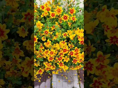 Video: Petunija - enoletna roža