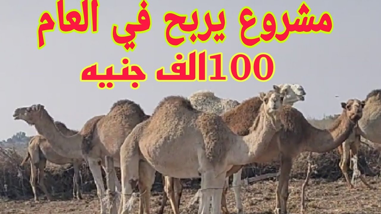 تربية عشرة جمال اناث  حتي الولادة.(التغذية والتحصينات والأرباح ). مشروعات الذهب.د/السيد الطوخي