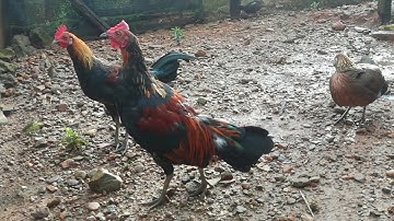 Muag tus lau qaib qus 100% no nawb leej twg xav tau  hu (030)5237266