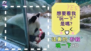 20230128 圓圓玩玩具從來不手軟，快狠準秒殺木屑糖果布包 The Giant Panda Yuan Yuan