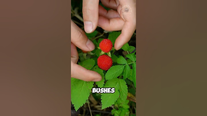 Spongy snack made from raspberries