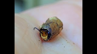 Happy Leafcutter Hatching