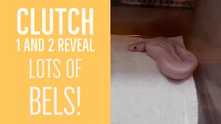 Famous Clutches 1 and 2 Reveal - Blue Eyed Leucistic Ball Pythons Wealth
