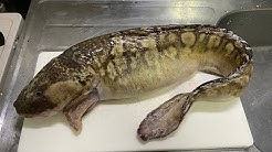 さかな芸人ハットリの釣り 料理ch Youtube