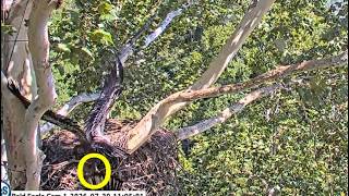 USS Bald Eagle Cam 1 on 7-30-26 @ Sid hangs off the side talons locked with Maz